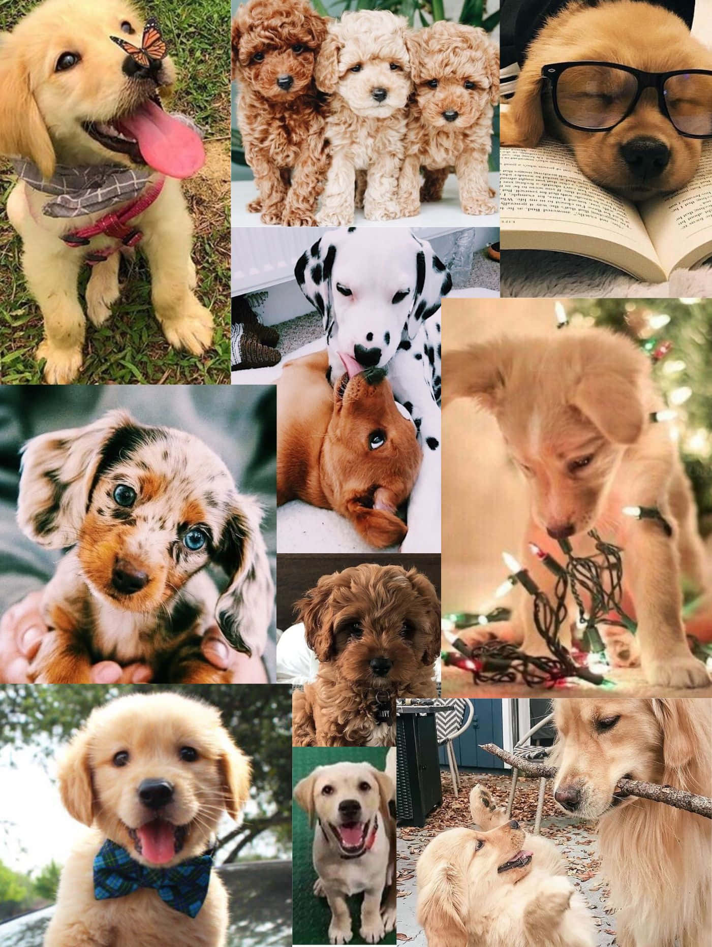 Puppy Mystery Customs