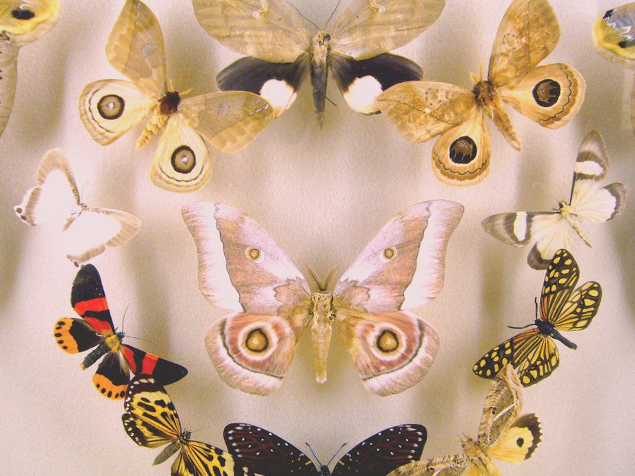 Moth Mystery Customs